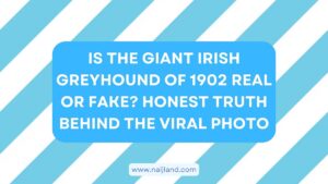Read more about the article Is the Giant Irish Greyhound of 1902 Real or Fake? Honest Truth Behind the Viral Photo